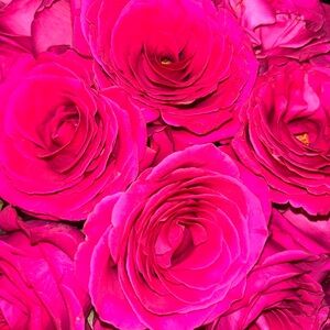 Meet your Posher, Mariam